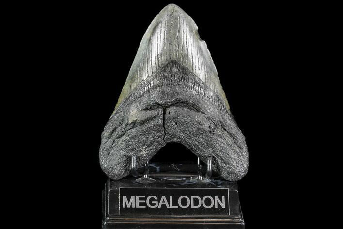 Fossil Megalodon Tooth - Huge Meg Tooth #108875